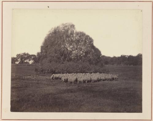 Sheep at Bungaree, South Australia, approximately 1878 / Samuel Sweet