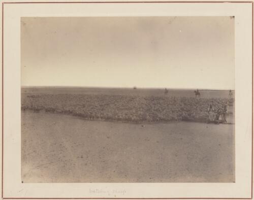 Watering sheep, South Australia, approximately 1878 / Samuel Sweet