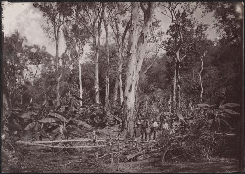Five men standing near paper bark trees in Peels Gully, Port Darwin, Northern Territory, approximately 1870 / Samuel Sweet