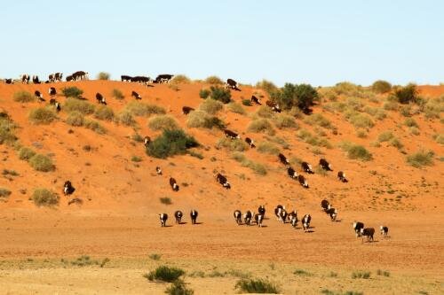 Mustering organic Hereford cattle on Adria Downs, south western Queensland, May 2013 / Darren Clark