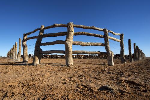 Cattle yard at Adria Downs, Queensland, May 2013 / Darren Clark