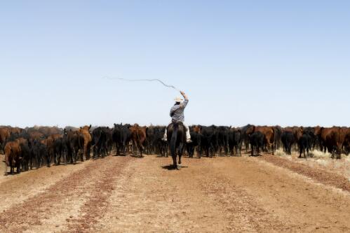 Matthew Barrett mustering on Avon Downs Cattle Station, Northern Territory, April 2013 / Darren Clark