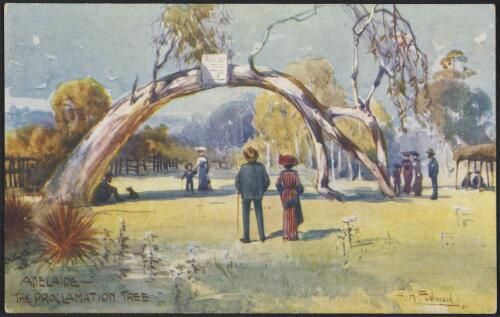 The proclamation tree, Adelaide / A.H. Fullwood
