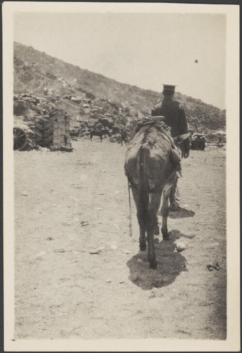 Soldier leading a donkey, Gallipoli Peninsula, Turkey, probably 1915