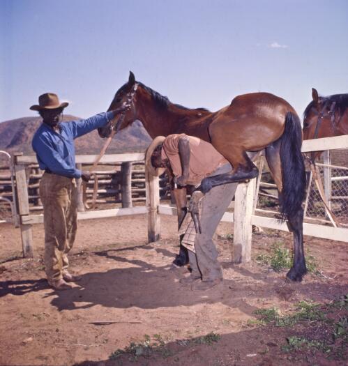 Two Aboriginal Australian stockmen with a horse, Northern Territory?, approximately 1966 / Robin Smith