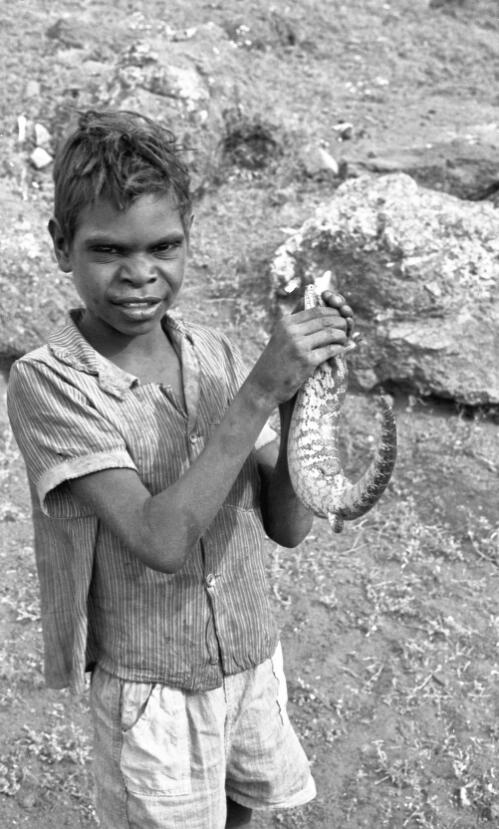 Young Aboriginal Australian boy Malcolm Tjungala with his blue tongued lizard, Ernabella, South Australia, 1967 / Robin Smith