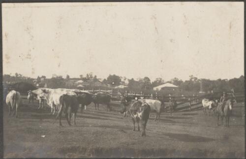 Mustering cattle, Brisbane / Carl Schiesser