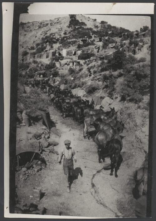 Mules in a gully, Gallipoli, Turkey, 1915 / Joseph Lievesley Beeston