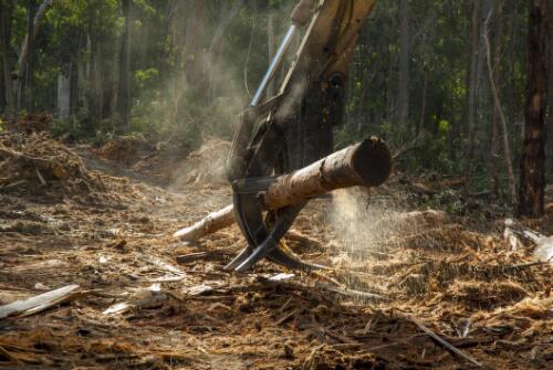 Forest machinery logging trees for South East Fibre Exports chip mill, Eden, New South Wales, 2008 / Ruth Maddison