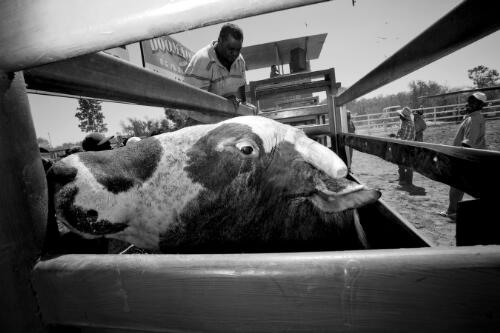 Steer in a holding shute, Doomadgee, Queensland, approximately 2011 / Hamish Cairns