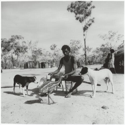 Jack Bunganiar, Henry the emu and two pet dogs, Mangallod Homeland Centre, Arnhem Land, Northern Territory, 1975 / Mervyn Bishop