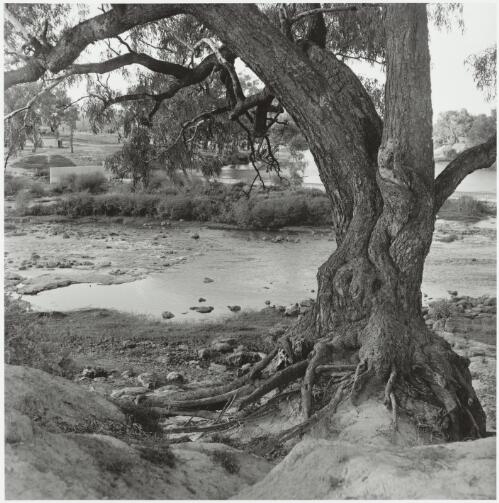 The Murai tree at the Rocks, Brewarrina, New South Wales, 1969 / Mervyn Bishop