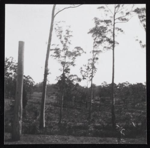 Landscape with trees, Sydney?, approximately 1905