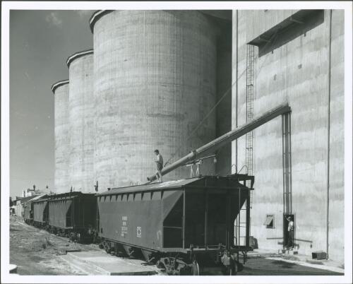 [Loading rail trucks with wheat at Henty, New South Wales, for shipment to export terminals on the Australian Pacific coast] [picture] / M. Brown