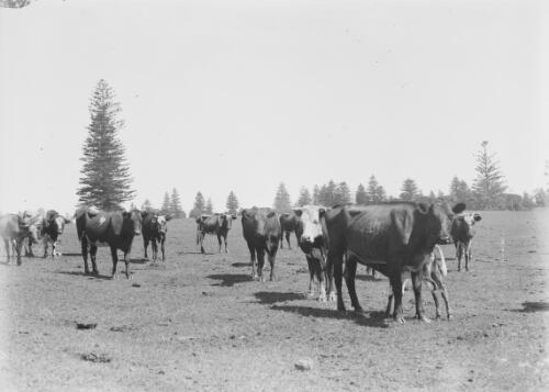 Cows grazing, Norfolk Island, approximately 1910