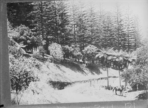 View of saddled horse and Norfolk Island pines, near Mission Road, Norfolk Island, approximately 1910