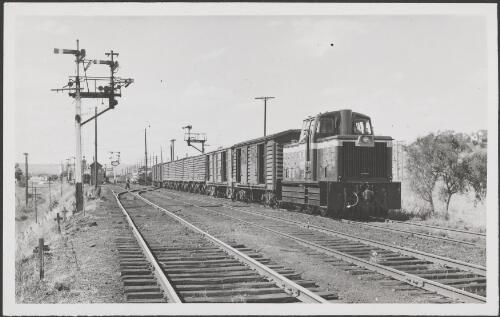 Victorian locomotive W241 shunting goods wagons at south end of  Albury yard, New South Wales, 15 December 1959 [picture]