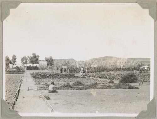The vegetable garden at Hermannsburg, Northern Territory, ca. 1946 [picture]