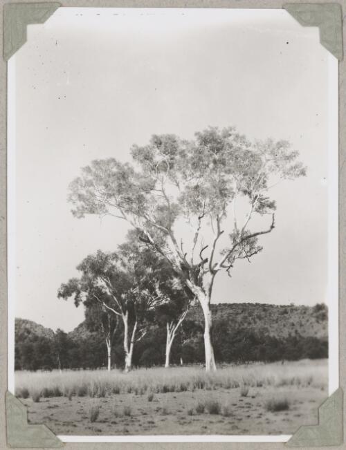 Ghost gums in central Australia, ca. 1946 [picture]