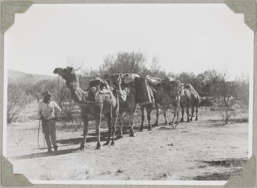 Unidentified man leading a string of camels near Hermannsburg, Northern Territory, ca. 1946 [picture]
