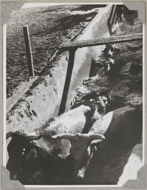 Cattle being dipped in an arsenic bath, central Australia, ca. 1946, 2 [picture]