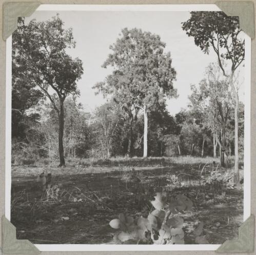 Gum trees on Elsey Station, Northern Territory, ca. 1946 [picture]