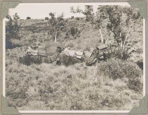 Three camels resting in scrubland, Ernabella, South Australia, ca. 1946 [picture]
