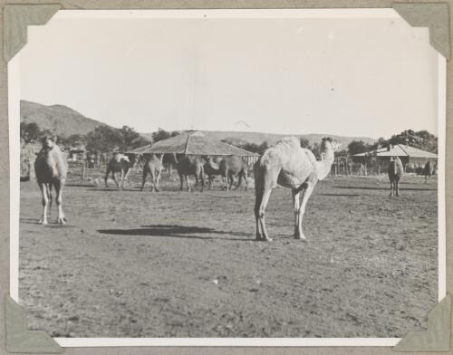 A herd of camels at Ernabella, South Australia, ca. 1946 [picture]