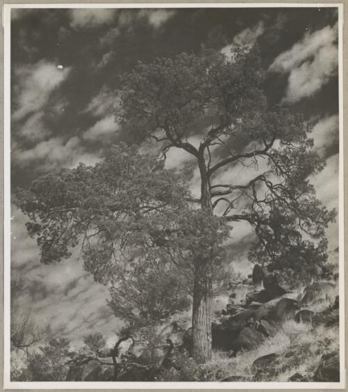 Native pine tree (Callitris), near the Kuna waterhole, Mann Ranges, Northern Territory, 1940 [picture] / Charles Mountford