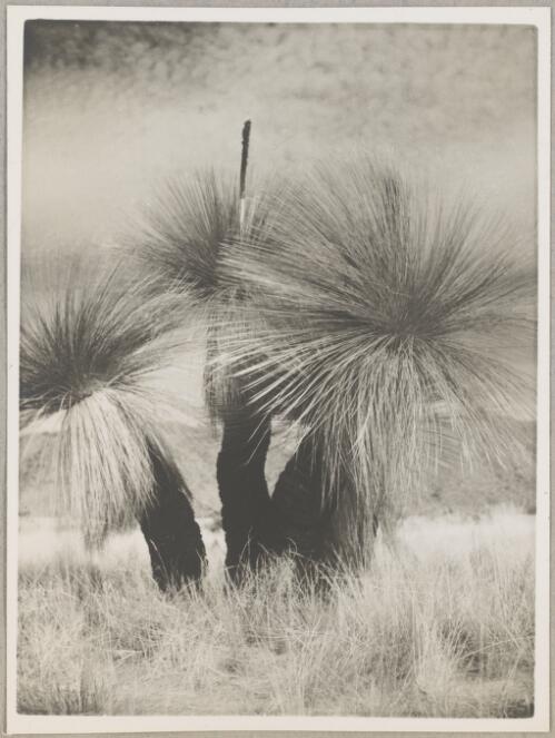 Grass tree (Xanthorrhoea thorntonii), central Australia, 1940? [picture]