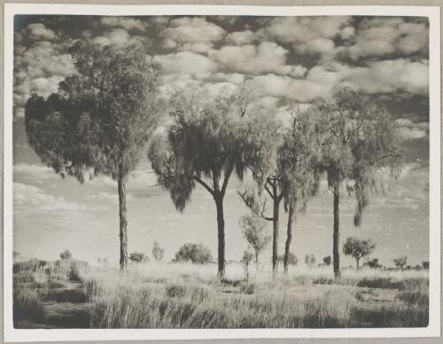 Desert oaks (Allocasuarina decaisneana) at an unidentified location, central Australia, 1940? [picture]