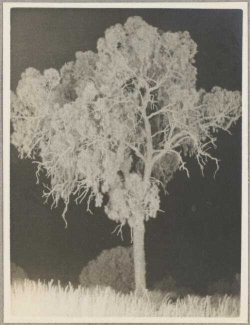Mulga (Acacia aneura) by night, central Australia, 1940? [picture]