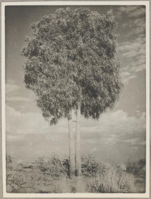 Kurrajong tree (Brachychiton gregorii) at Kudji-kulkana, central Australia, 1940? [picture]
