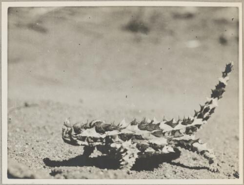 Mountain devil (Moloch horridus), central Australia, 1940 [picture] / Charles Mountford