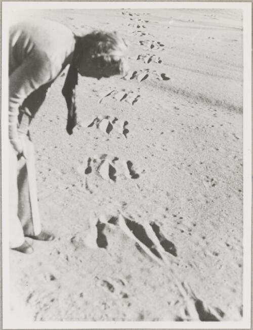 Unidentified man examining kangaroo tracks, central Australia, ca. 1946 [picture]