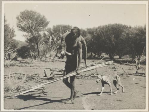Aboriginal man with spears and woomera carrying a kangaroo, Mount Conner, Northern Territory, 1940 [picture] / Charles P. Mountford