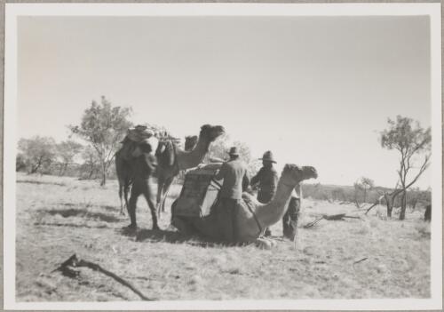 Camels being loaded for an expedition, central Australia, ca. 1950, 2 [picture]
