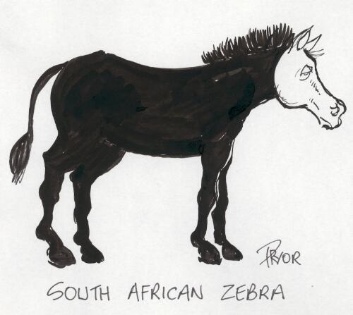 South African Zebra [picture] / Pryor
