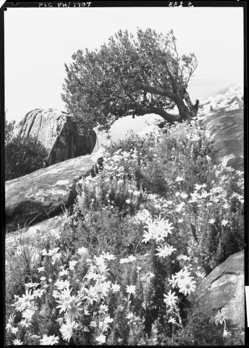 Wildflowers by the sea, flannel flowers at Palm Beach [Sydney] [picture] / [Frank Hurley]