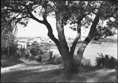 [Long shot of Perth through banksia, Western Australia] [picture] / [Frank Hurley]