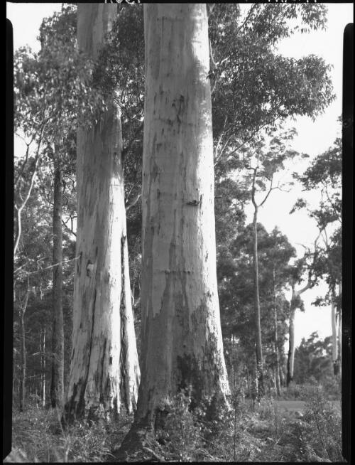 Giant karri trees in the Diamond Tree Forest [Western Australia] [picture] / [Frank Hurley]