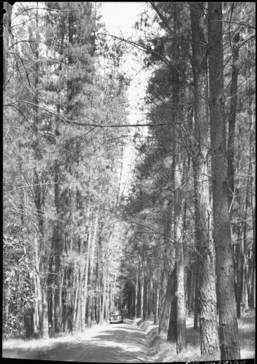 Pine forest, Mundaring [Western Australia, 1] [picture] / [Frank Hurley]