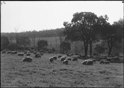 Sheep grazing [Western Australia] [picture] / [Frank Hurley]