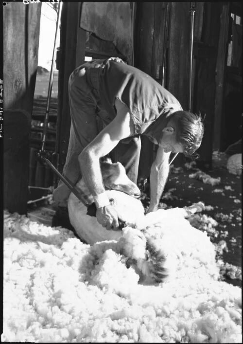 Close-up shearing [Western Australia] [picture] / [Frank Hurley]