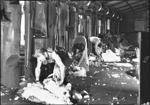 Stand in shearing shed [Western Australia, 1] [picture] / [Frank Hurley]