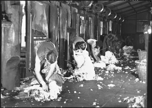 Stand in shearing shed [Western Australia, 2] [picture] / [Frank Hurley]