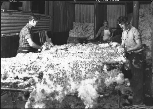 Skirting a fleece [Western Australia] [picture] / [Frank Hurley]