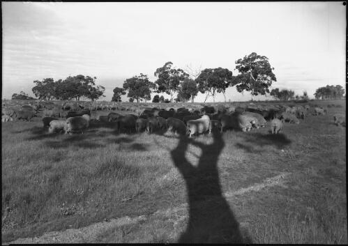 Sheep under shadow tree [Western Australia] [picture] / [Frank Hurley]