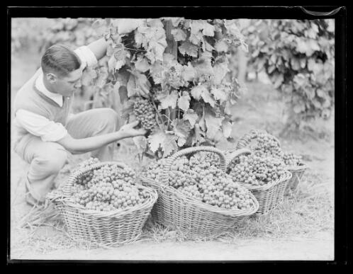 Man filling baskets with grapes at Cabravalla vineyard, New South Wales, 8 February 1934 [picture]