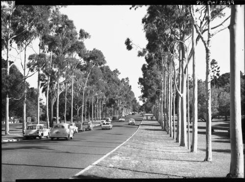 [Fraser Avenue alongside King's Park, Perth, Western Australia] [picture] / [Frank Hurley]